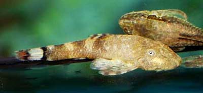 Otocinclus gibbosus